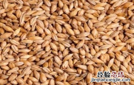 水稻种子发芽率怎么做 如何提高水稻种子发芽率