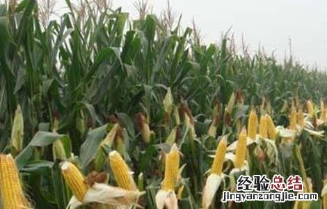玉米结实不良预防措施 玉米的病害及防治措施