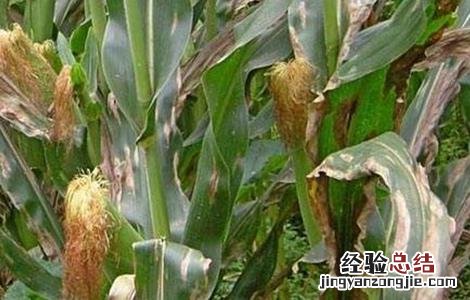 玉米结实不良预防措施 玉米的病害及防治措施