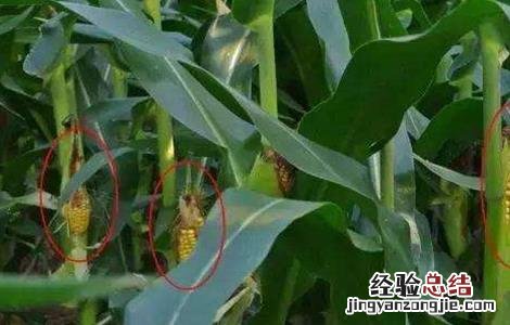 玉米结实不良预防措施 玉米的病害及防治措施