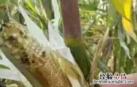 玉米结实不良预防措施 玉米的病害及防治措施