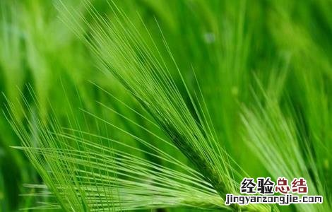 青稞倒伏原因及防治方法 青稞倒伏原因及防治方法
