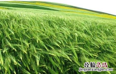 青稞倒伏原因及防治方法 青稞倒伏原因及防治方法