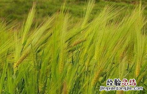 青稞倒伏原因及防治方法 青稞倒伏原因及防治方法