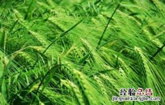 青稞倒伏原因及防治方法 青稞倒伏原因及防治方法