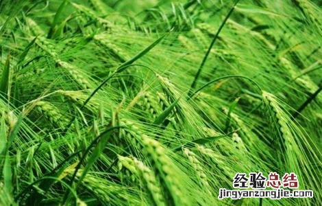 青稞倒伏原因及防治方法 青稞倒伏原因及防治方法