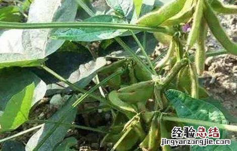 豆荚黑斑病怎么防治 黑豆花荚脱落的预防措施