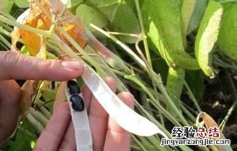 豆荚黑斑病怎么防治 黑豆花荚脱落的预防措施