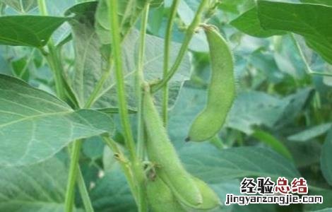 豆荚黑斑病怎么防治 黑豆花荚脱落的预防措施