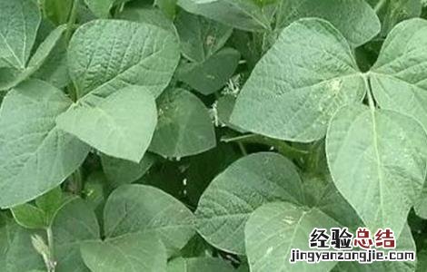 豆荚黑斑病怎么防治 黑豆花荚脱落的预防措施