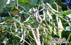 豆荚黑斑病怎么防治 黑豆花荚脱落的预防措施