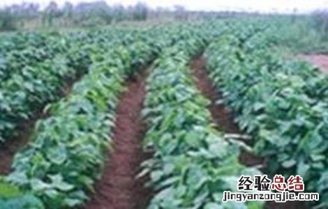 黑豆施肥技术 黑豆施肥原则