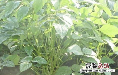 黑豆施肥技术 黑豆施肥原则