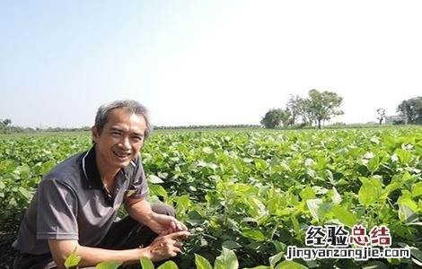 黑豆施肥技术 黑豆施肥原则