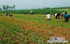 黑豆施肥技术 黑豆施肥原则