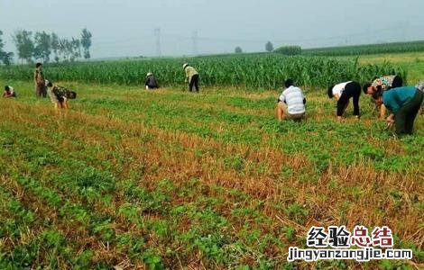 黑豆施肥技术 黑豆施肥原则