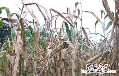 玉米青枯病的防治技术 玉米青枯病的防治技术有哪些