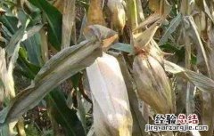 玉米青枯病的防治技术 玉米青枯病的防治技术有哪些