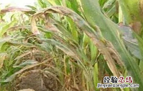 玉米青枯病的防治技术 玉米青枯病的防治技术有哪些