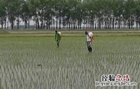 水稻返青期管理技术 水稻返青期管理技术规范