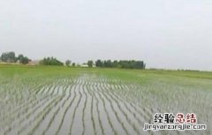 水稻返青期管理技术 水稻返青期管理技术规范