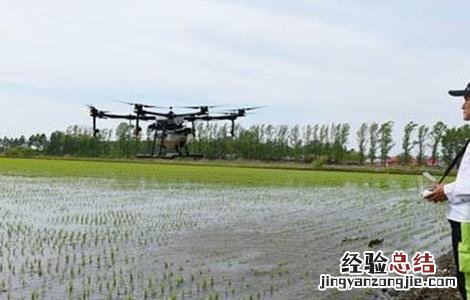 水稻返青期管理技术 水稻返青期管理技术规范