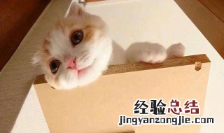 给死的猫咪一句话 给死的猫咪一句话简短