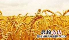 河南适合种什么水果 河南适合种什么