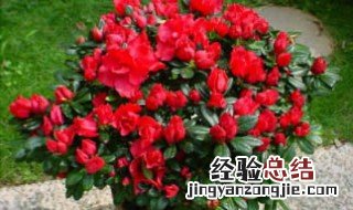 南方适合种什么 南方适合种什么花