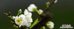玫瑰花是怎么来的 花是怎么来的