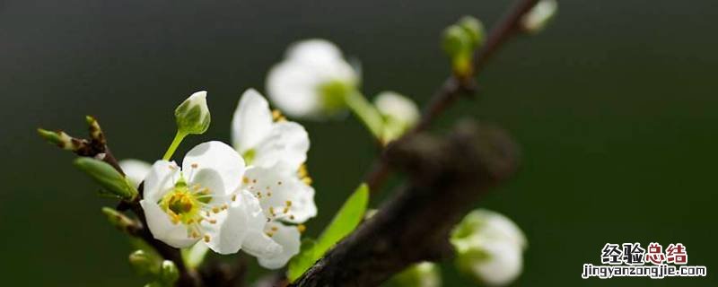 玫瑰花是怎么来的 花是怎么来的