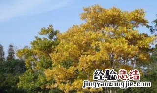 中草药无患子的功效与作用 无患子的功效与作用