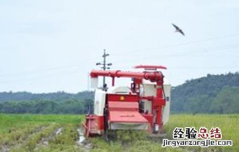 稻草还田技术及注意事项 稻草还田技术及注意事项图片