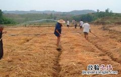 稻草还田技术及注意事项 稻草还田技术及注意事项图片