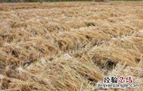 稻草还田技术及注意事项 稻草还田技术及注意事项图片