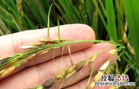 水稻早穗的原因与防治 水稻穗发芽原因及预防方法