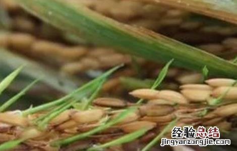 水稻早穗的原因与防治 水稻穗发芽原因及预防方法