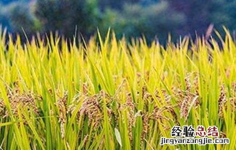 水稻早穗的原因与防治 水稻穗发芽原因及预防方法