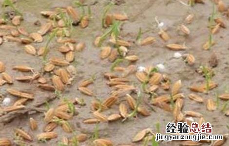 水稻早穗的原因与防治 水稻穗发芽原因及预防方法