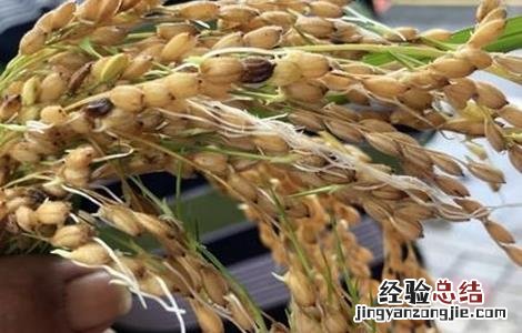 水稻早穗的原因与防治 水稻穗发芽原因及预防方法
