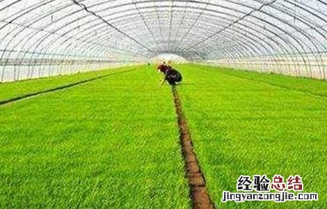 水稻育苗遇倒春寒怎么办 水稻苗受冻害怎么办