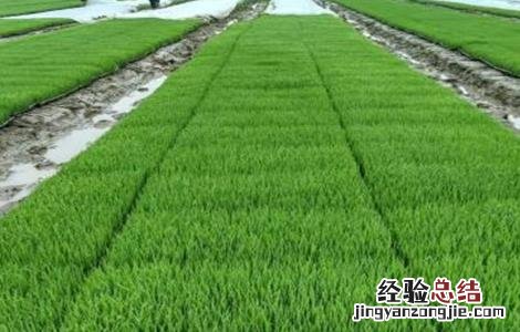 水稻育苗遇倒春寒怎么办 水稻苗受冻害怎么办
