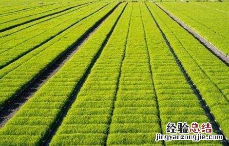 水稻育苗遇倒春寒怎么办 水稻苗受冻害怎么办