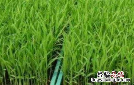 水稻育苗遇倒春寒怎么办 水稻苗受冻害怎么办