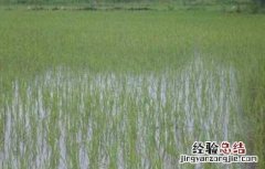 如何缩短水稻缓慢期 如何缩短水稻缓慢期管理