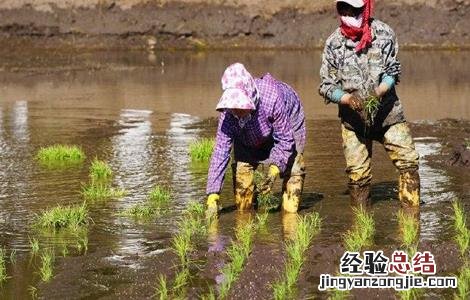 如何缩短水稻缓慢期 如何缩短水稻缓慢期管理