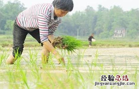 如何缩短水稻缓慢期 如何缩短水稻缓慢期管理