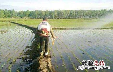 如何缩短水稻缓慢期 如何缩短水稻缓慢期管理