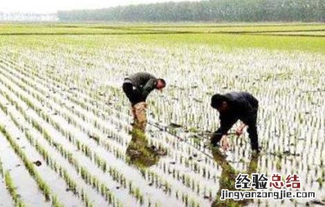如何缩短水稻缓慢期 如何缩短水稻缓慢期管理