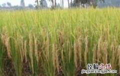 水稻种植后生长缓慢的原因 水稻种植后生长缓慢的原因是